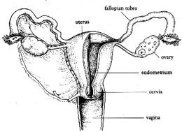 Female anatomy diagram